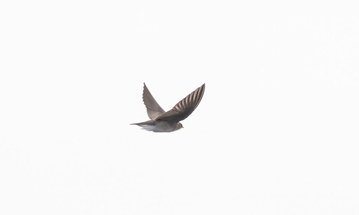 Northern Rough-winged Swallow - ML615370953