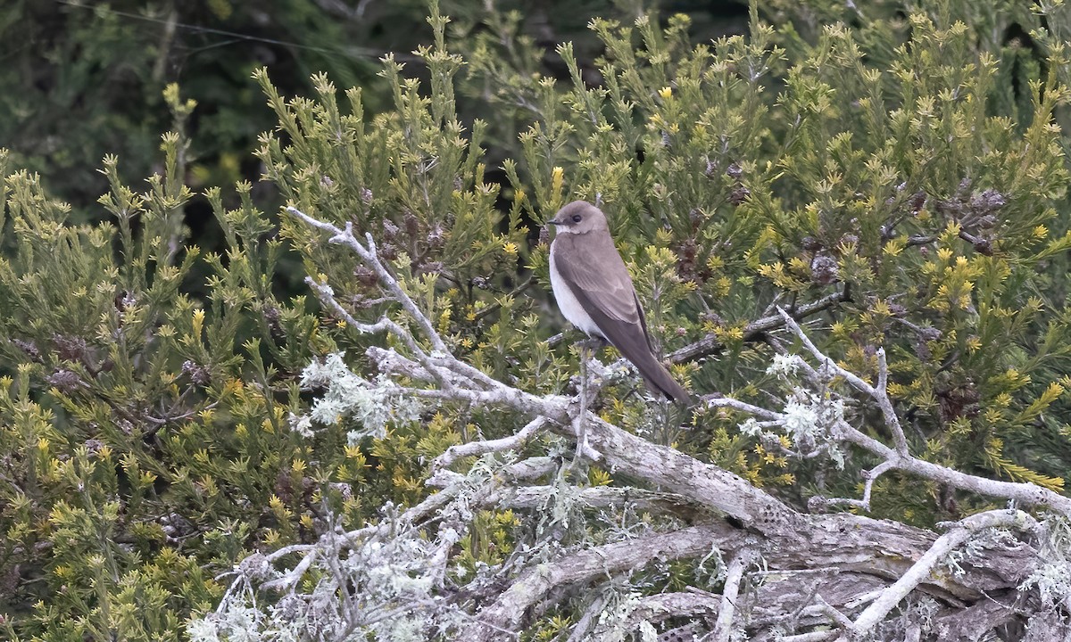 Northern Rough-winged Swallow - ML615370954