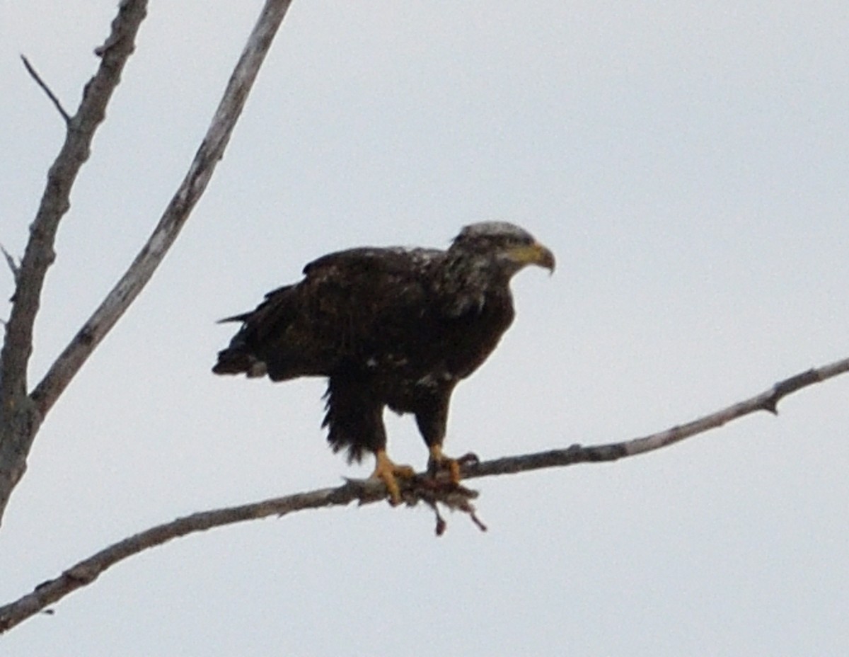 Bald Eagle - ML615370956