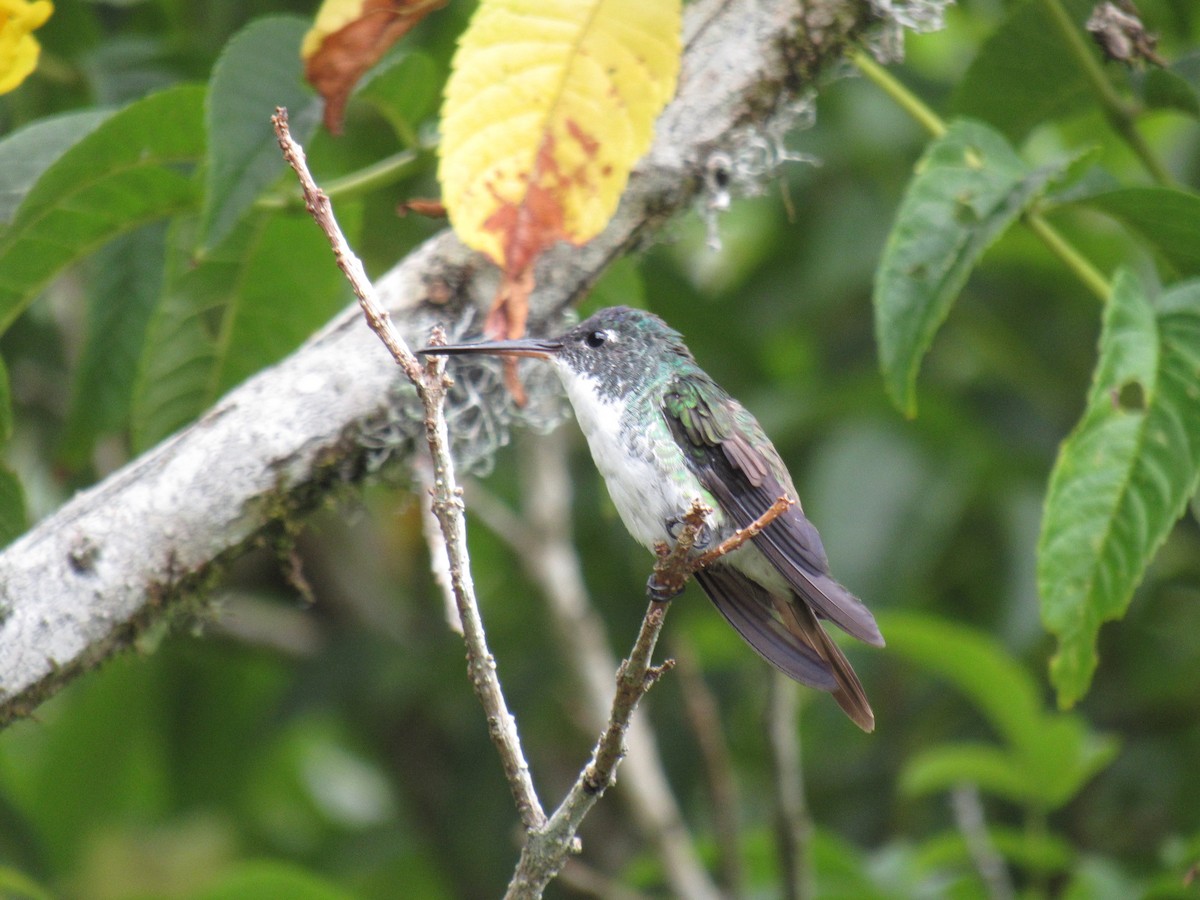 kolibřík andský - ML615370975