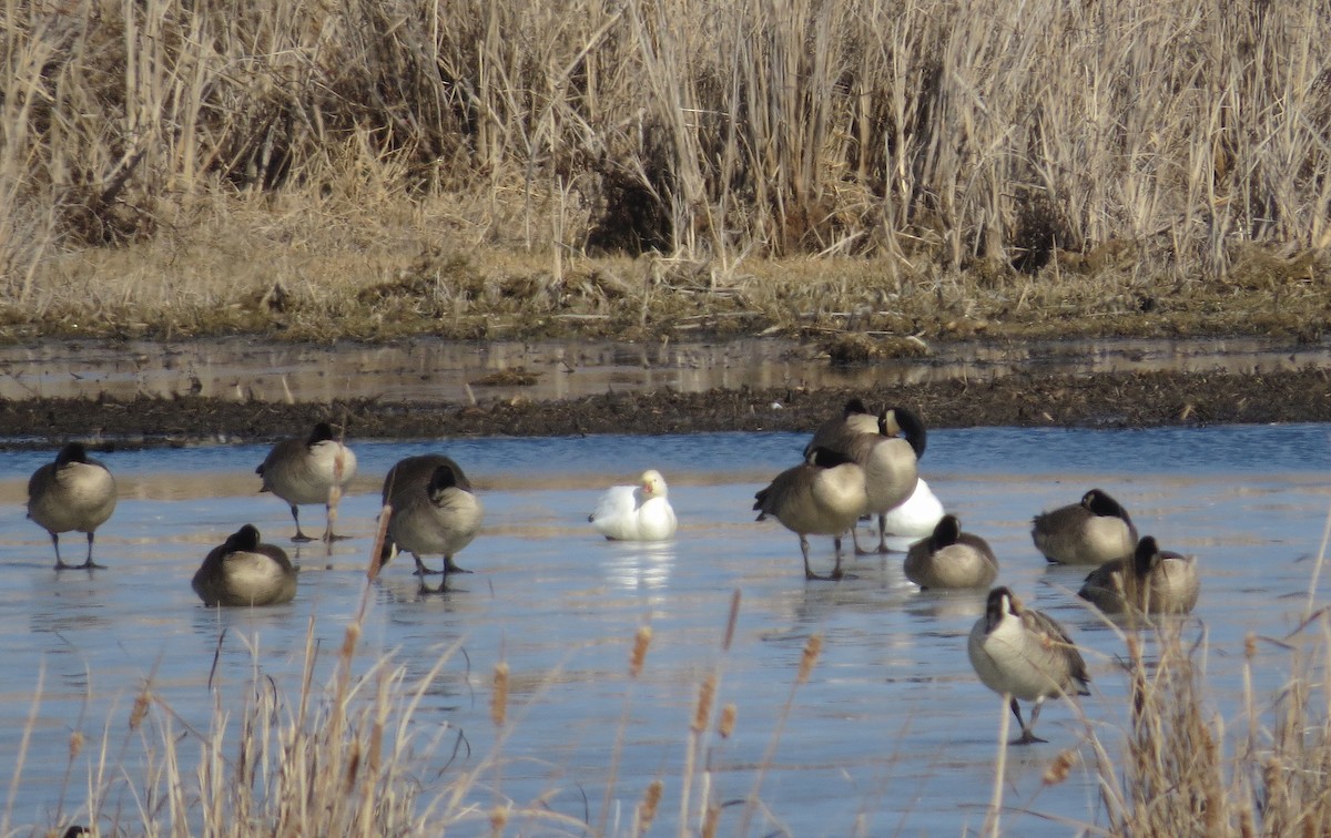 Ross's Goose - ML615371073