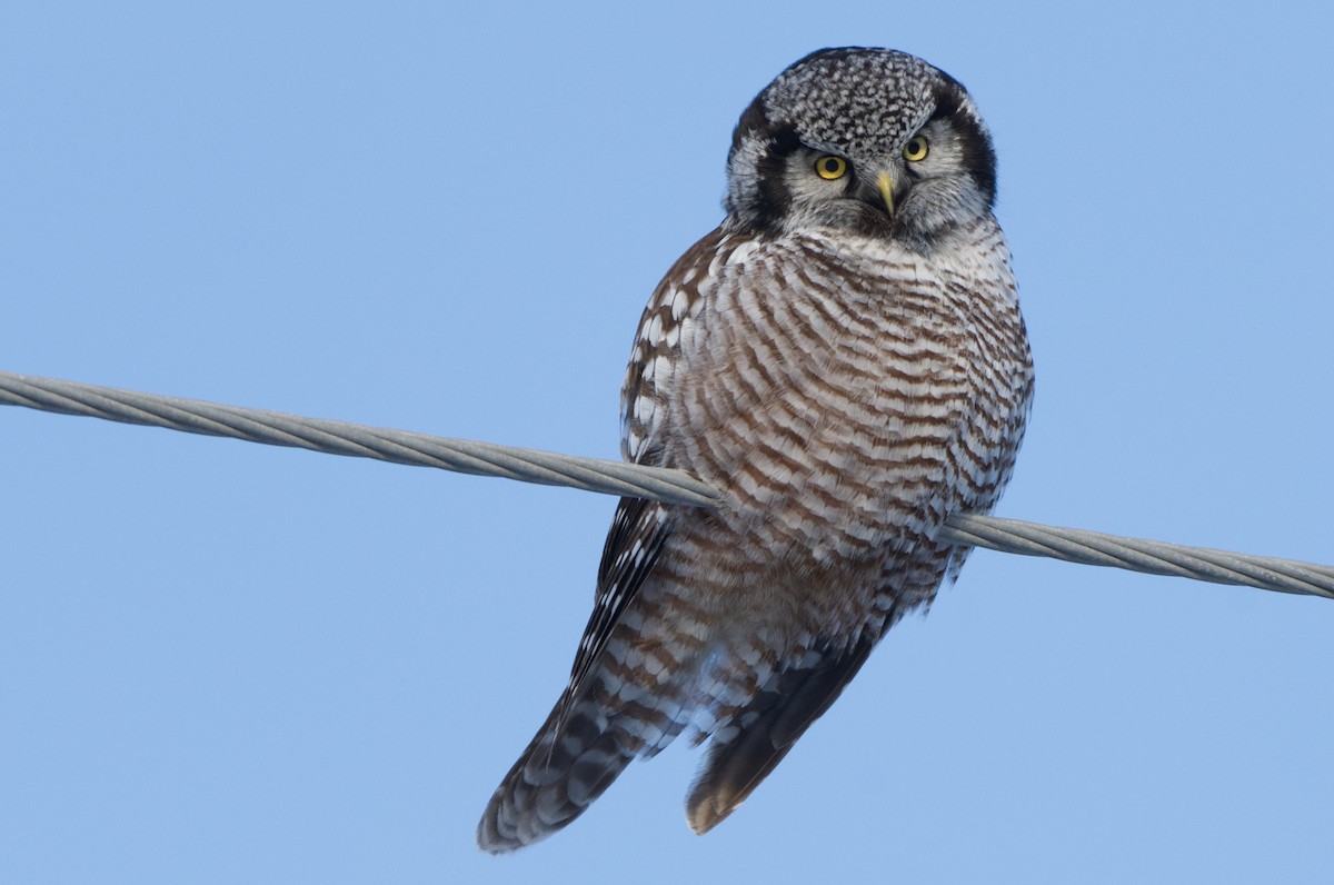 Northern Hawk Owl - Cameron Chevalier