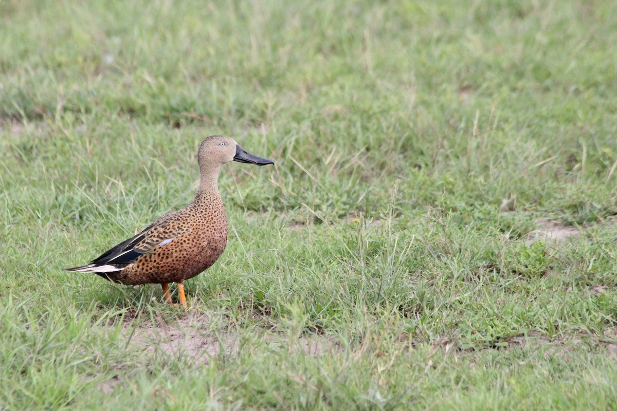 アカハシビロガモ - ML615371176