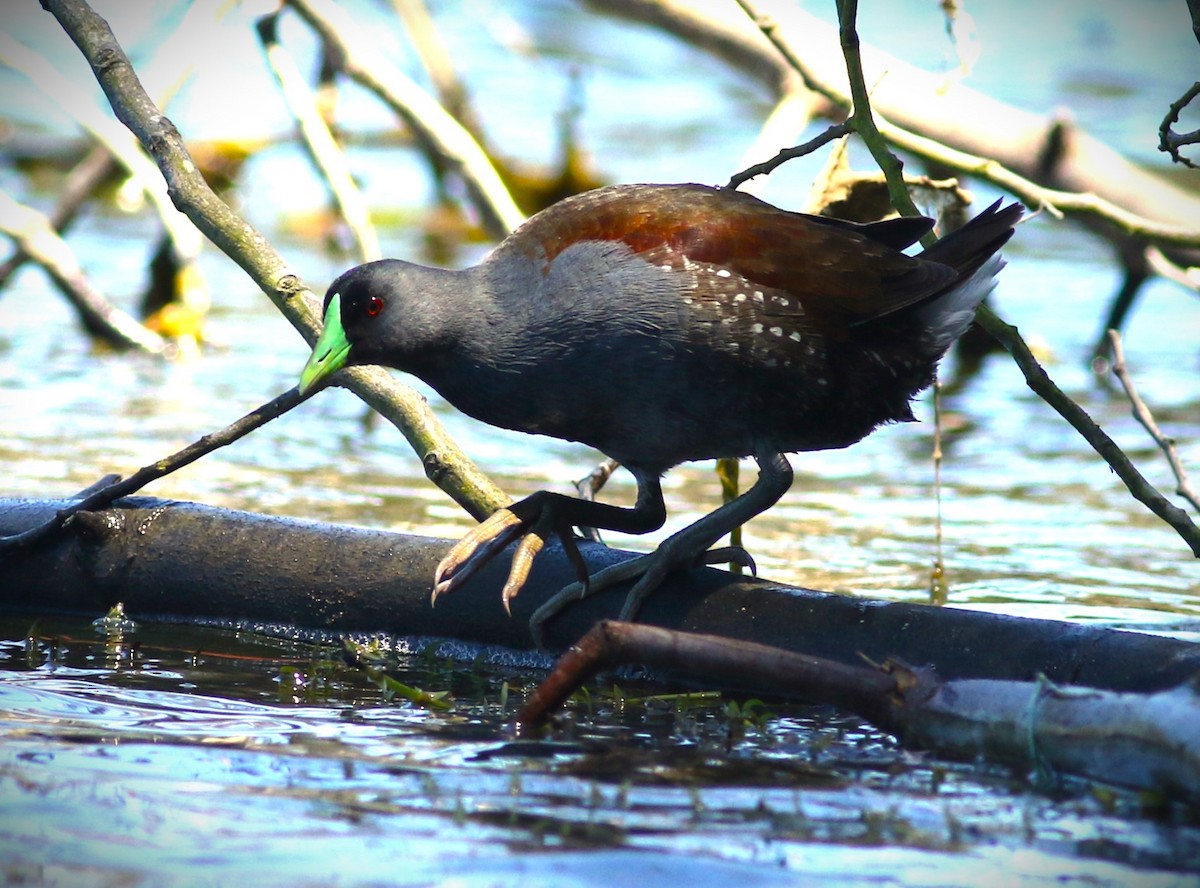 Gallinule à face noire - ML615371177