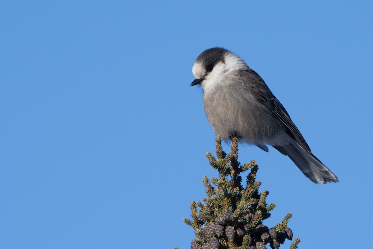 Canada Jay (Boreal) - Cameron Chevalier