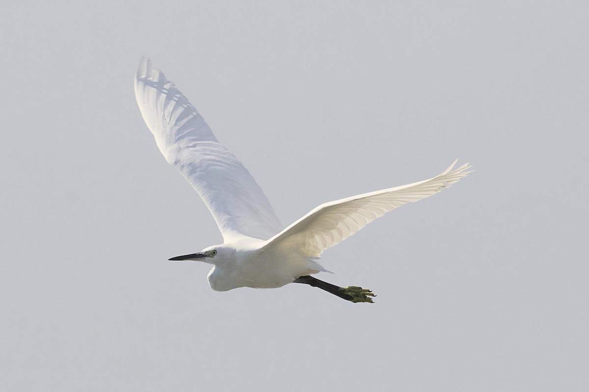 Little Egret - Stan Lilley