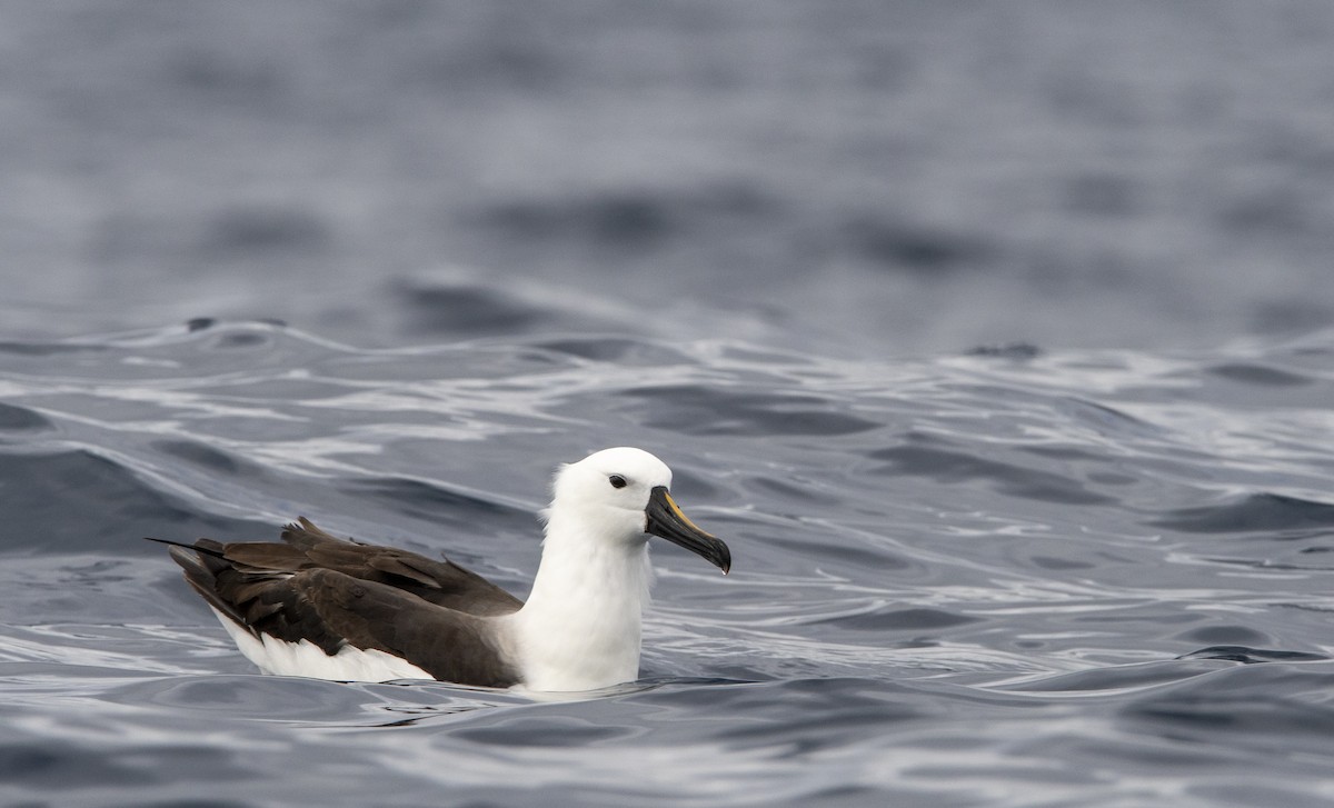 Indian Yellow-nosed Albatross - James Petersen