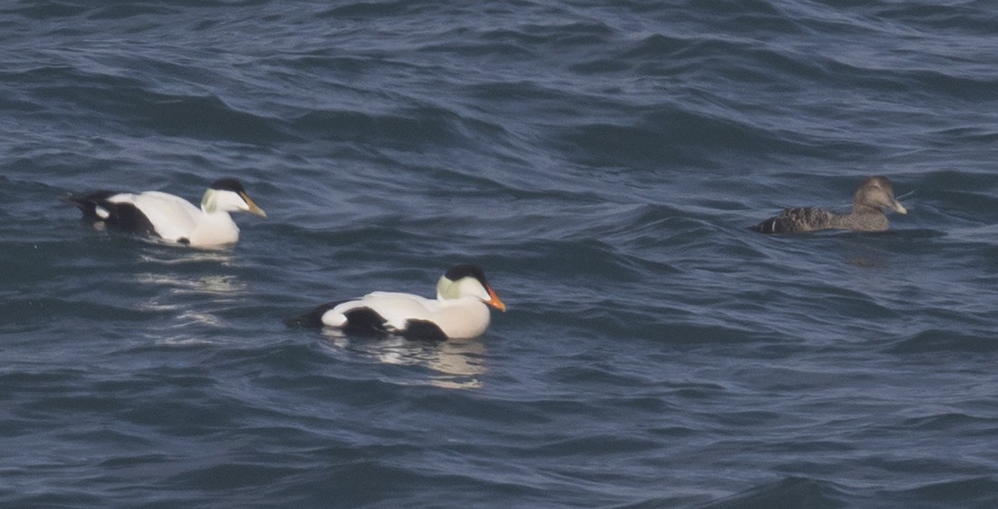 Common Eider (Pacific) - ML615371289