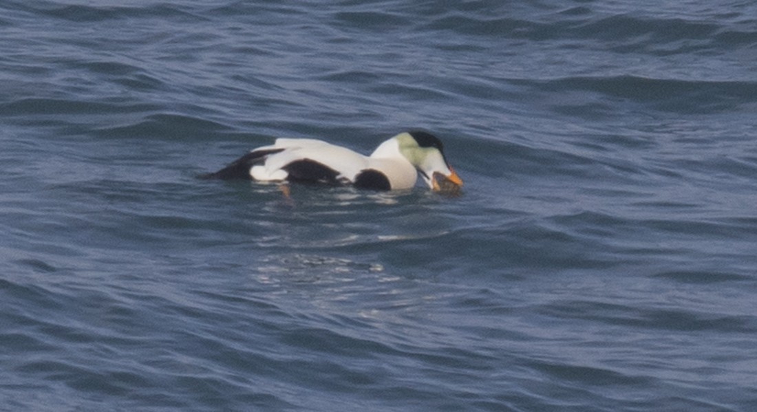 Common Eider (Pacific) - ML615371290