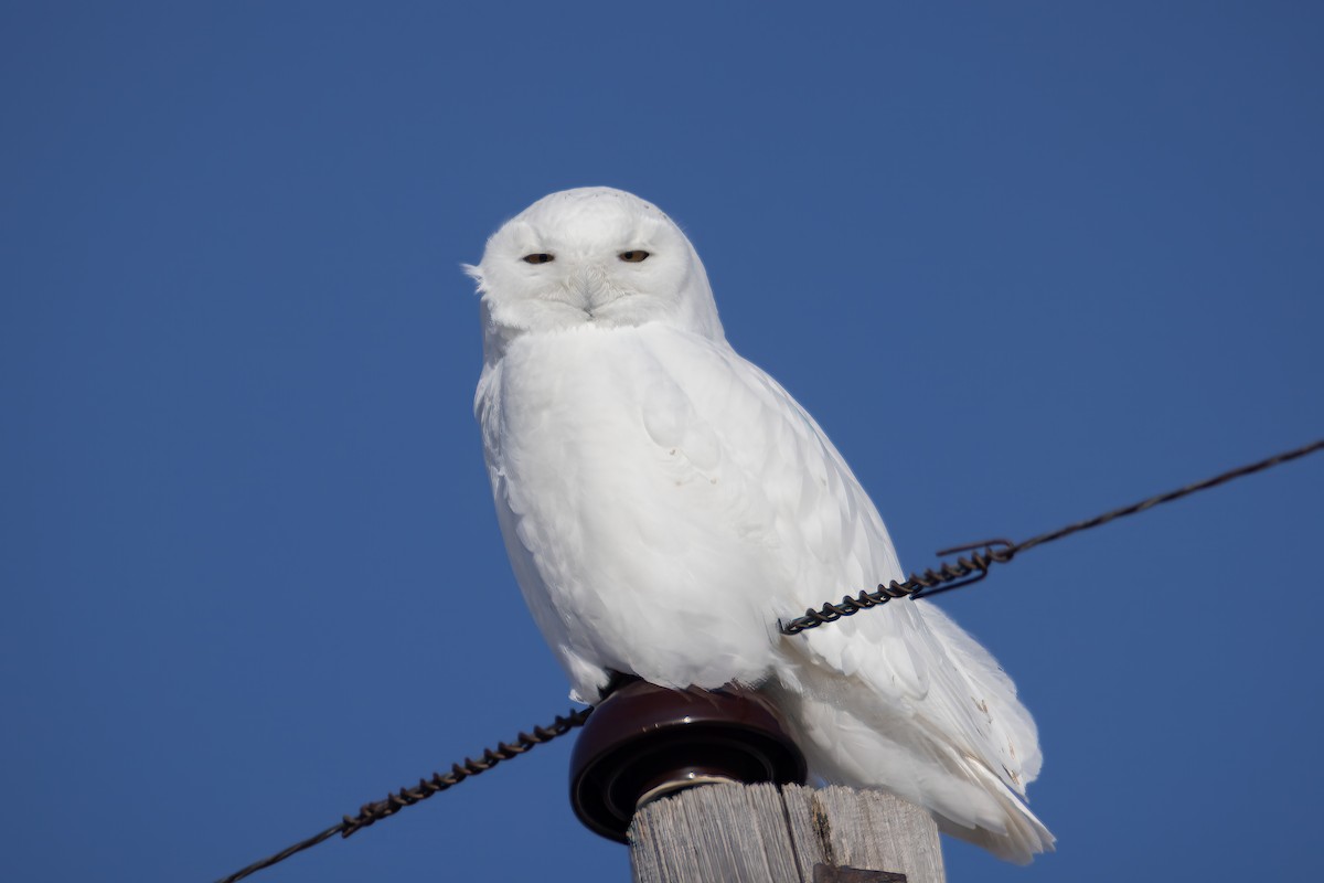 Snowy Owl - ML615371291