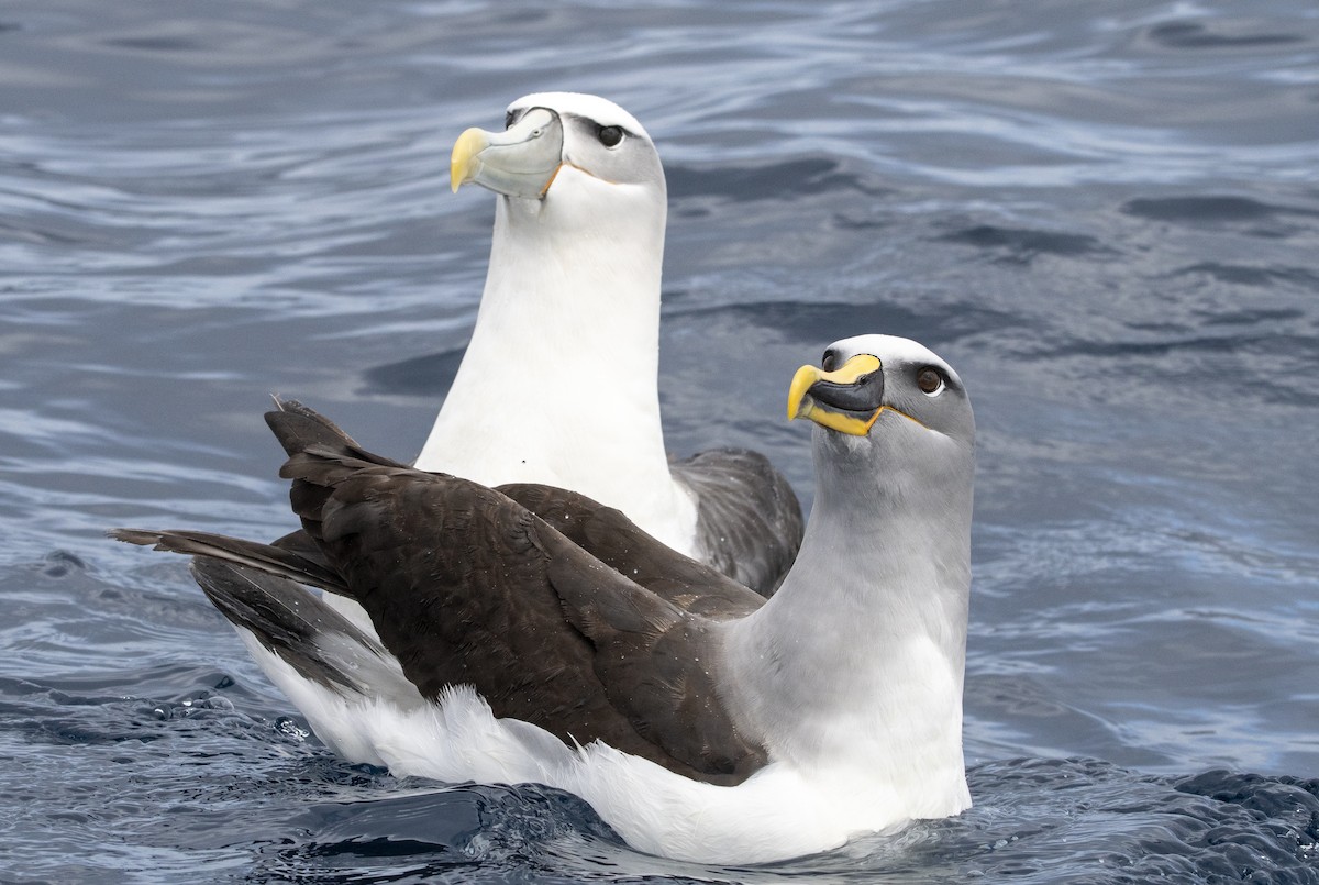 Buller's Albatross - James Petersen