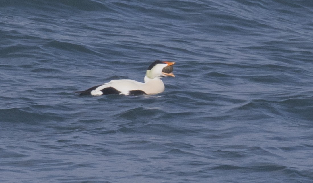 Common Eider (Pacific) - ML615371338