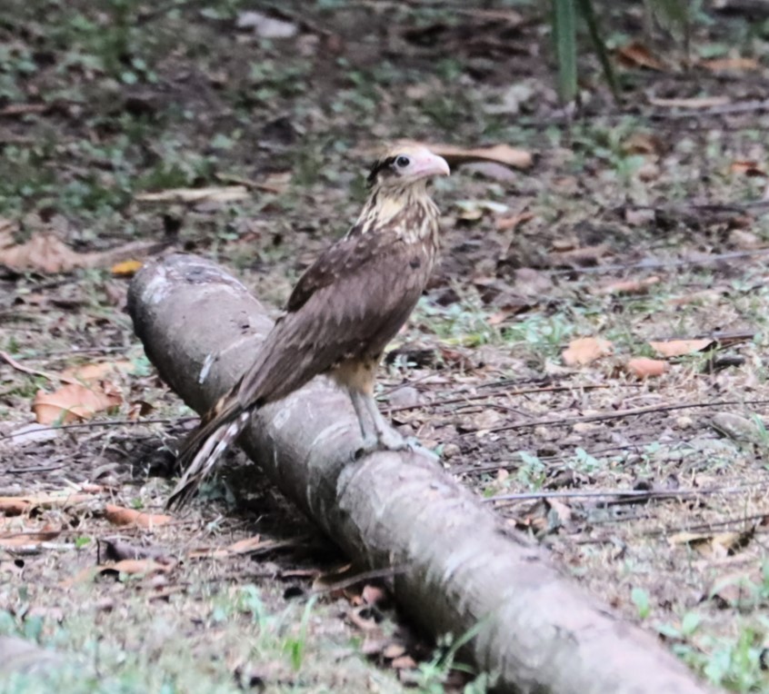 Yellow-headed Caracara - ML615371363