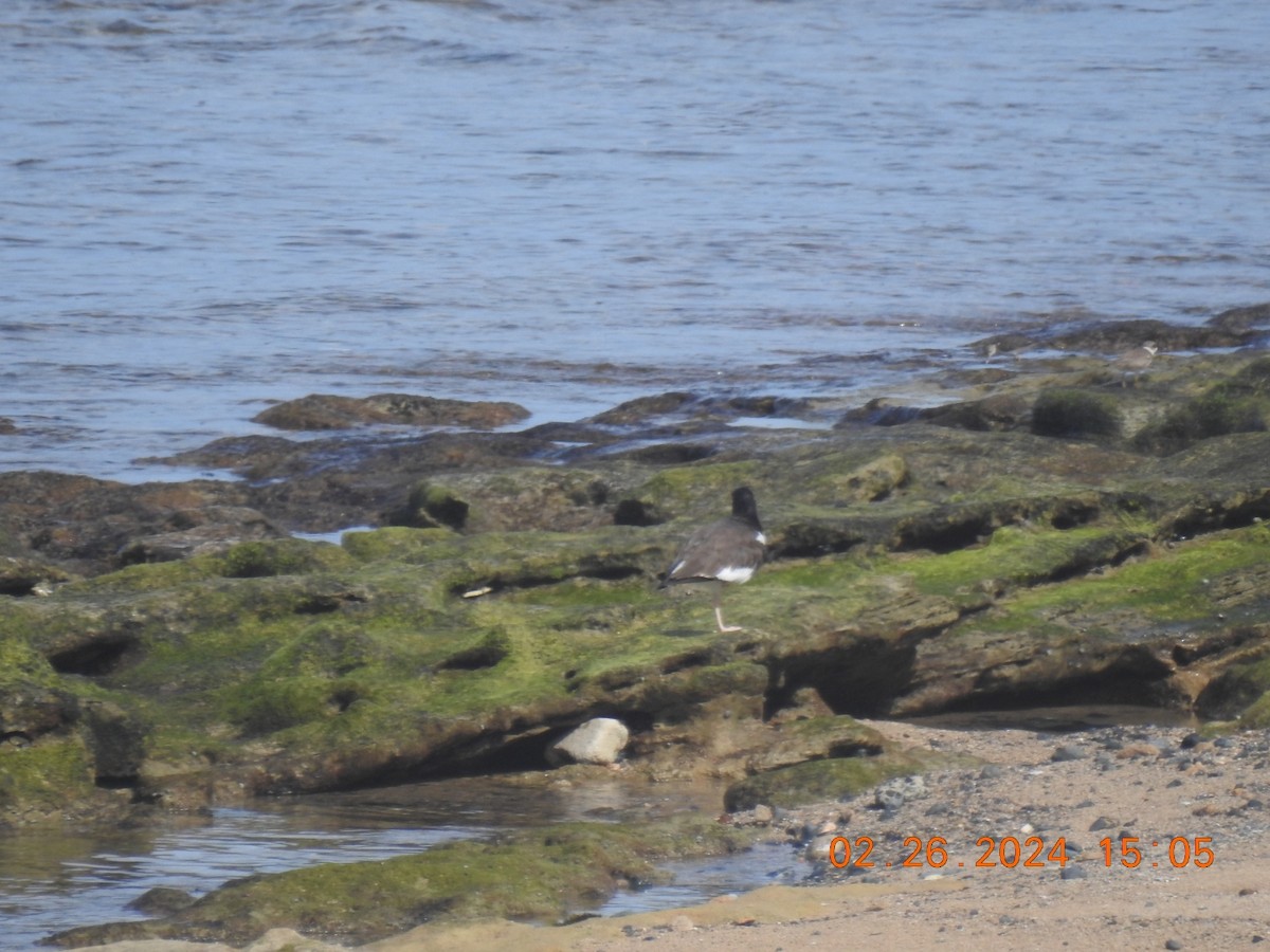 American Oystercatcher - ML615371437