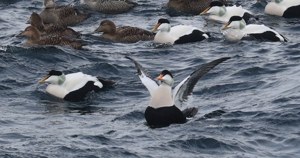 Common Eider (Pacific) - ML615371561