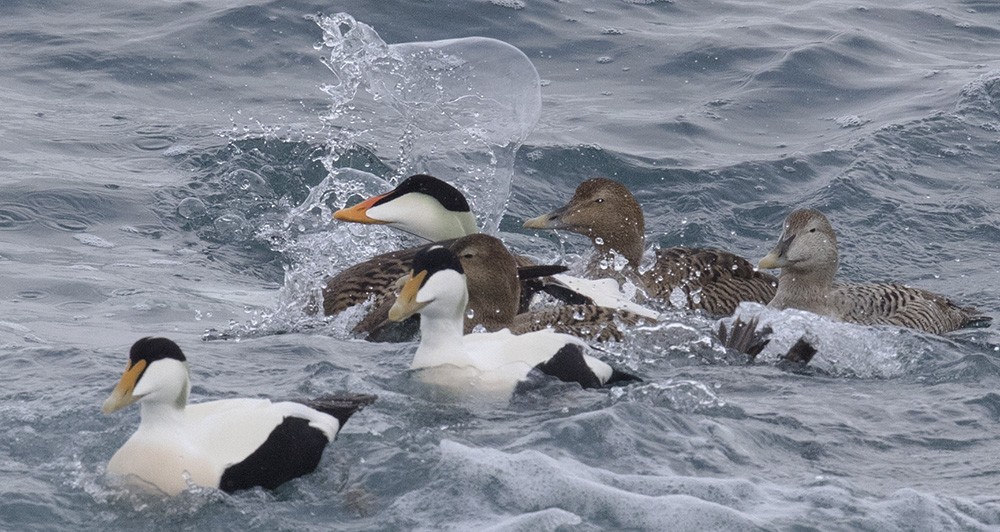 Common Eider (Pacific) - ML615371563