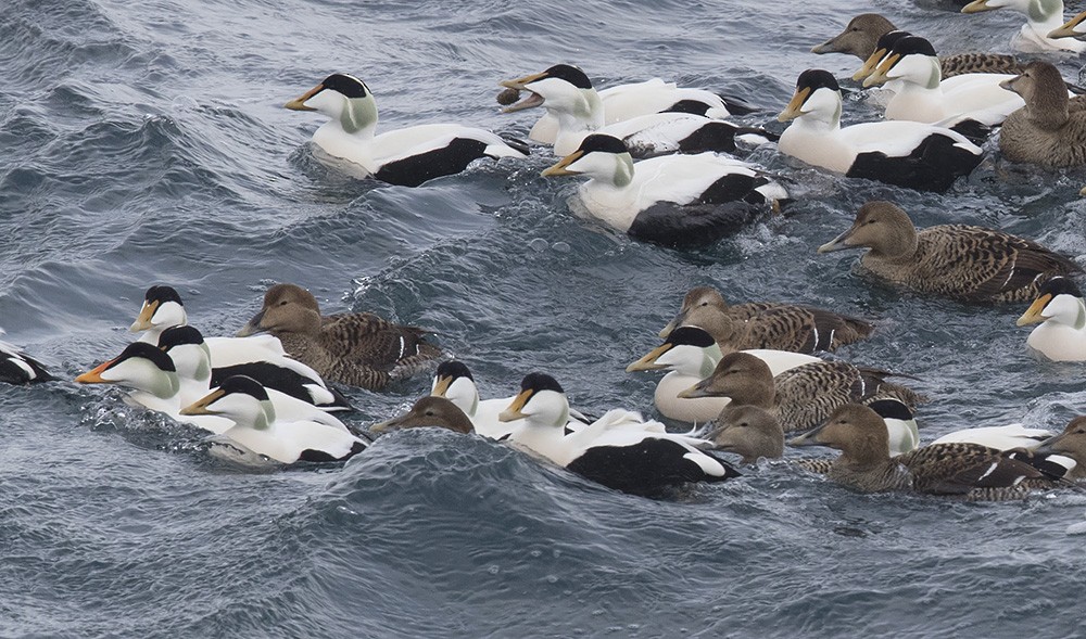 Common Eider (Pacific) - ML615371564