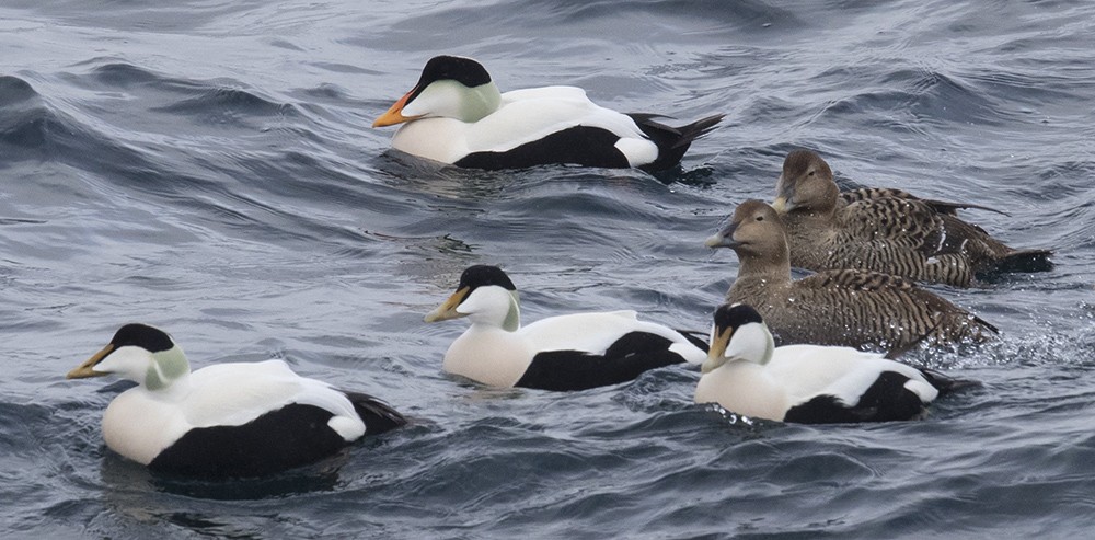 Common Eider (Pacific) - ML615371565