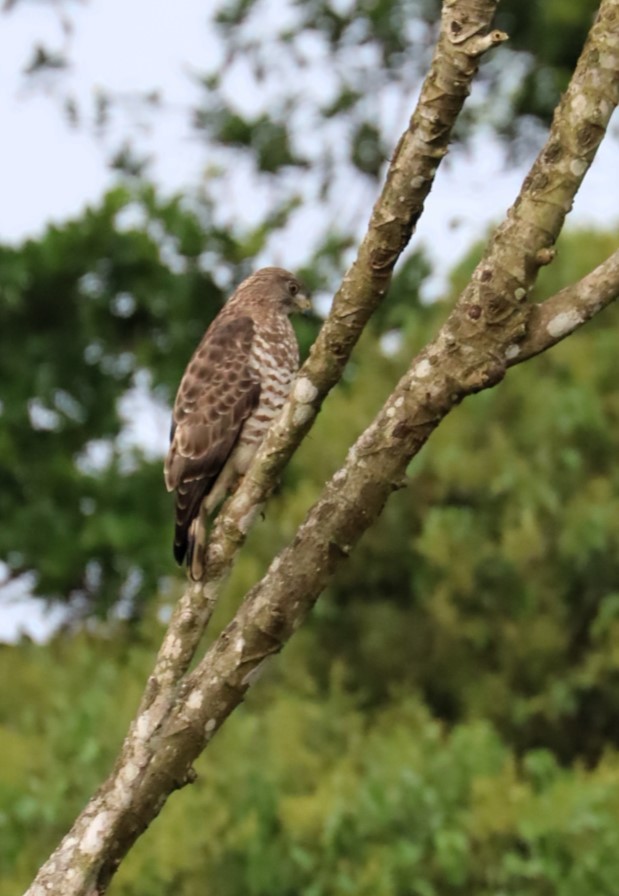 Broad-winged Hawk - ML615371570