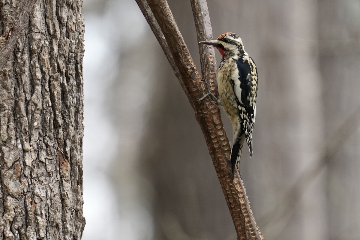 Yellow-bellied Sapsucker - ML615371624