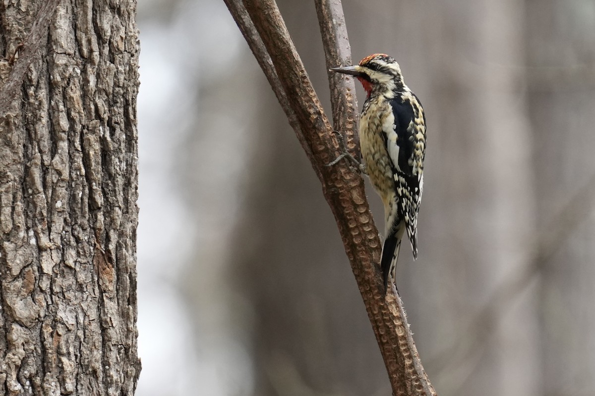 Yellow-bellied Sapsucker - ML615371624