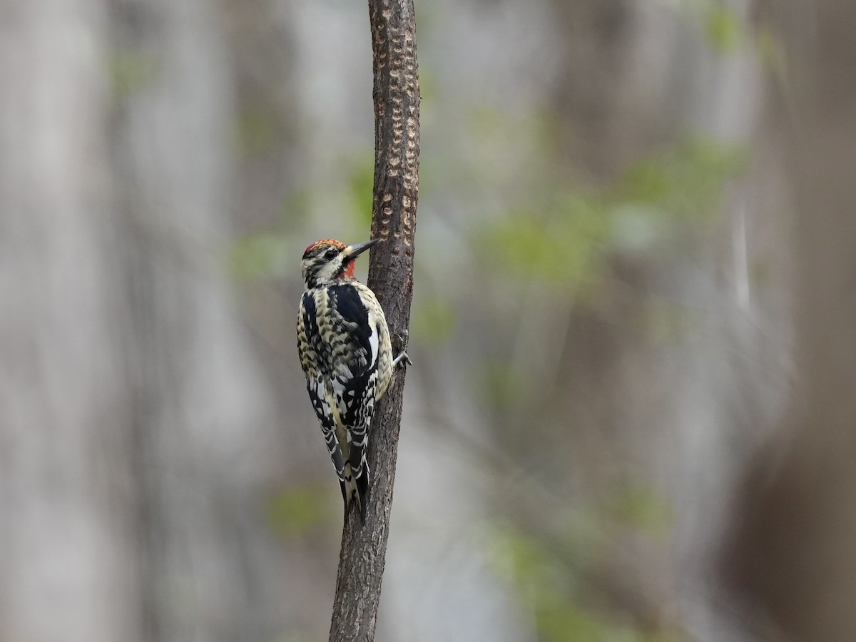 Yellow-bellied Sapsucker - ML615371625