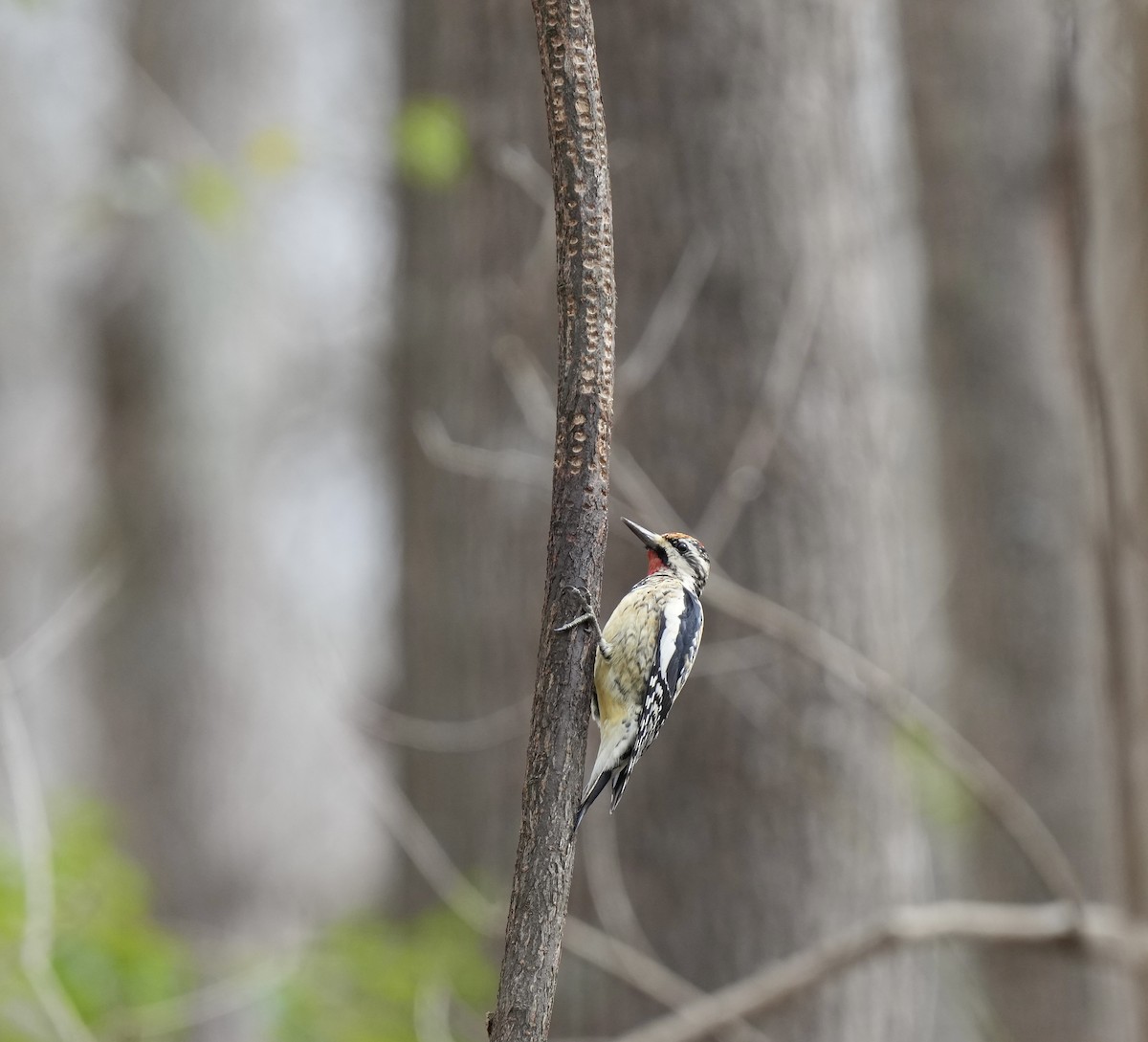 Yellow-bellied Sapsucker - ML615371626