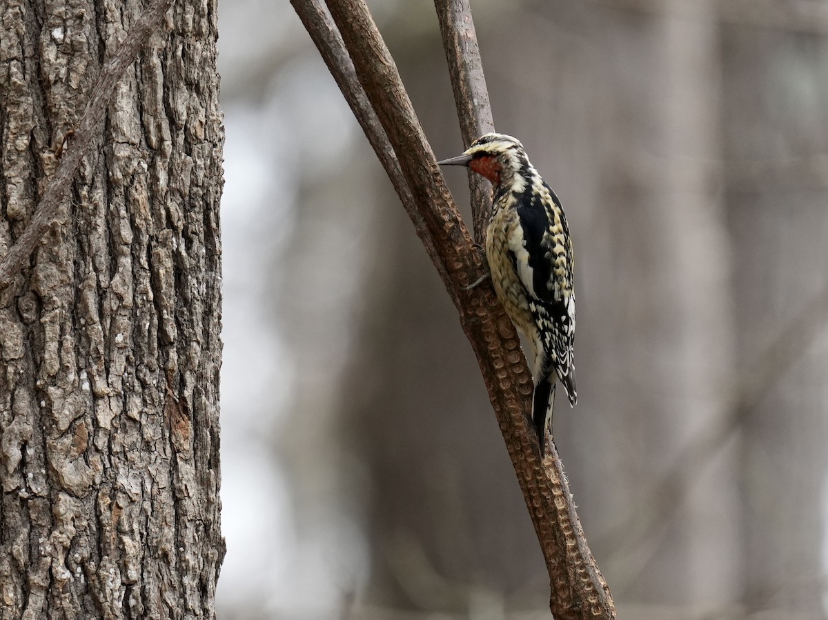 Yellow-bellied Sapsucker - ML615371628