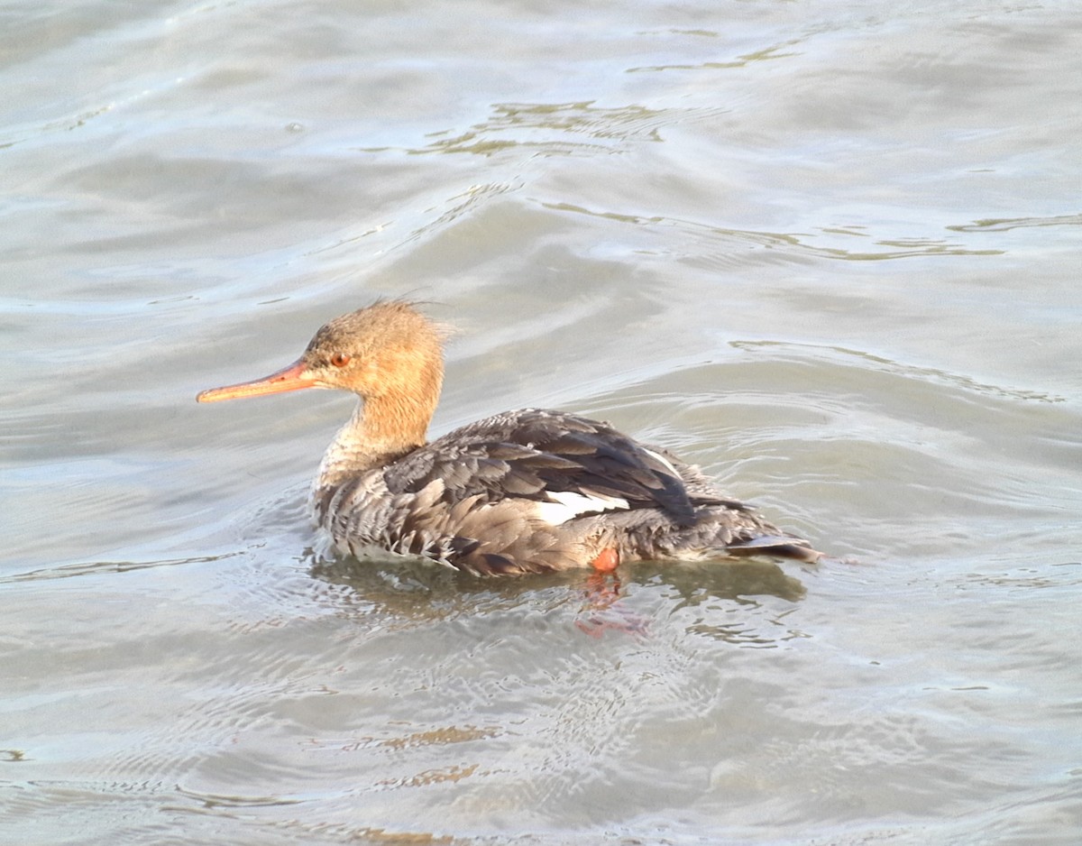 Red-breasted Merganser - ML615371694