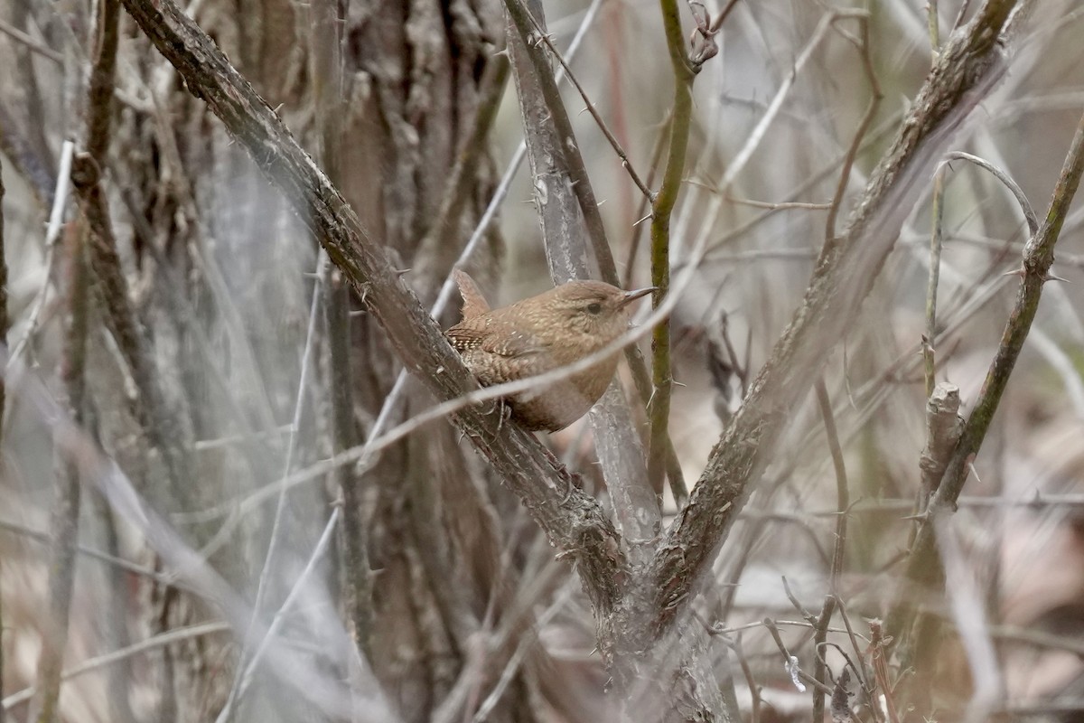 Winter Wren - ML615371748