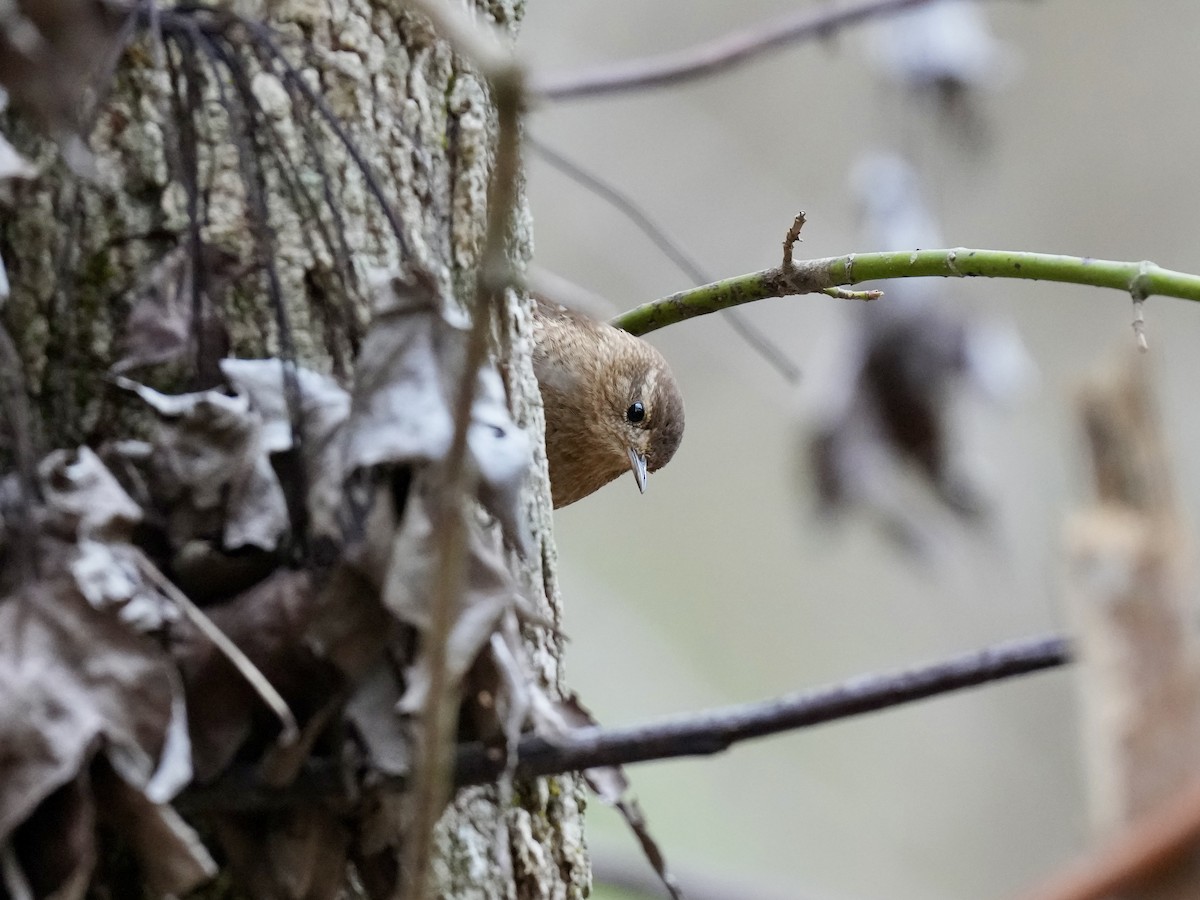 Winter Wren - ML615371749