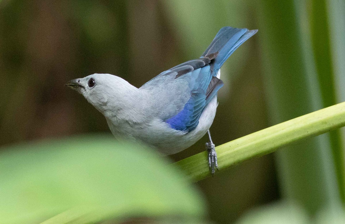 Blue-gray Tanager - ML615371750