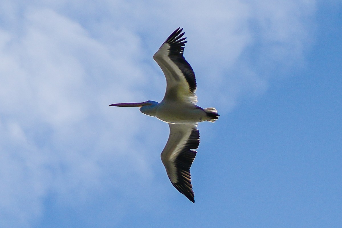 American White Pelican - ML615371764