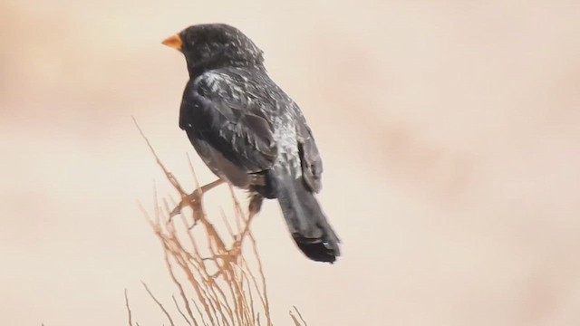 Mourning Sierra Finch - ML615371778