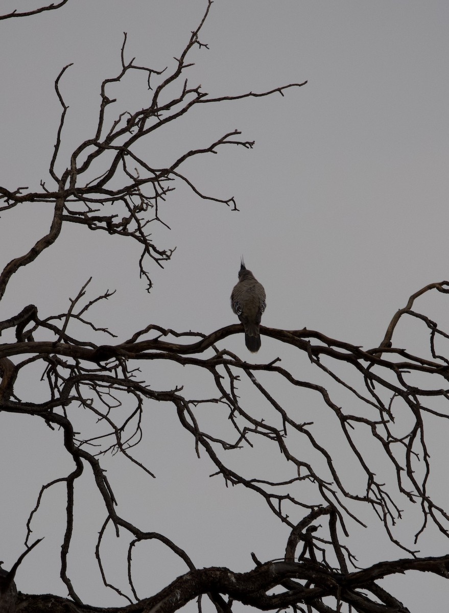 Crested Pigeon - ML615371802