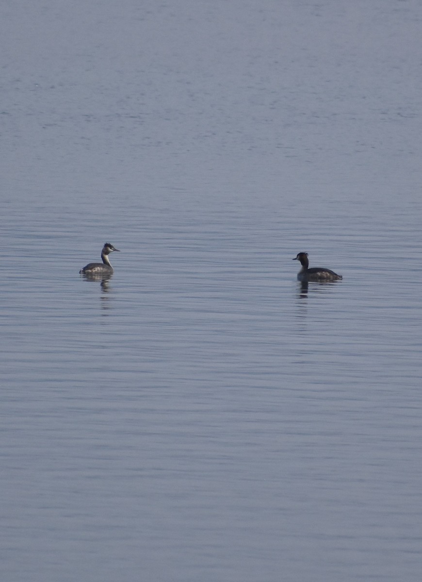 Great Crested Grebe - ML615371827