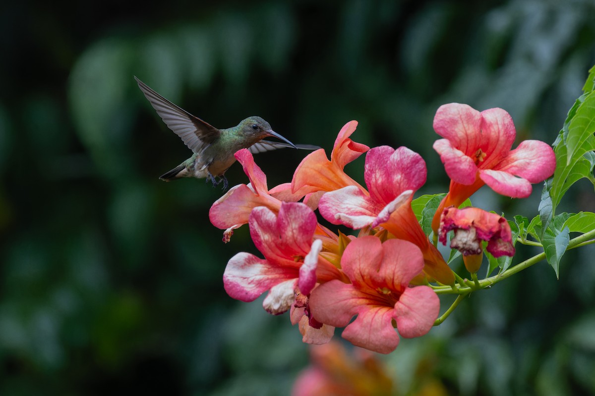 Gilded Hummingbird - ML615371832