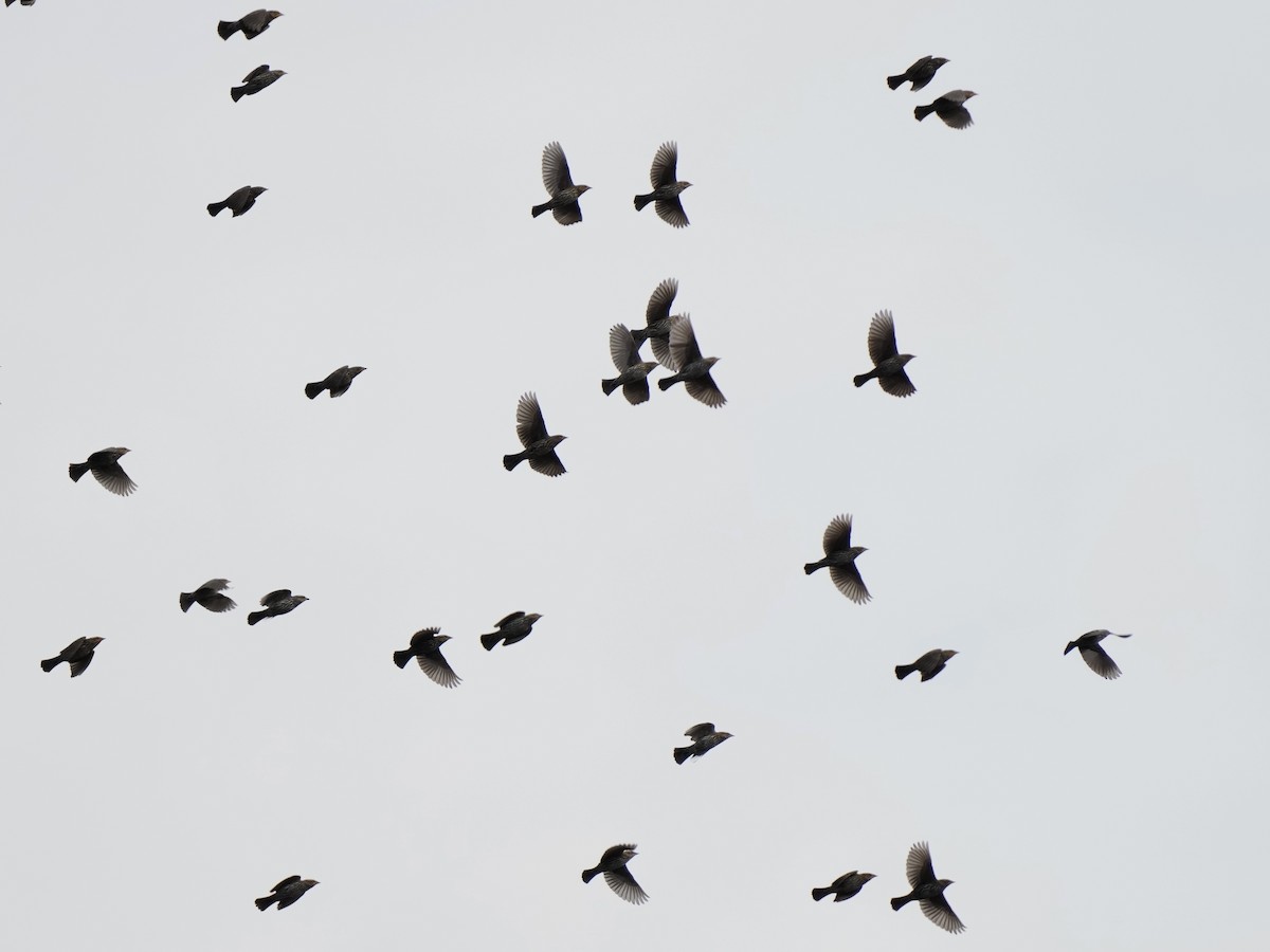 Red-winged Blackbird - ML615371846