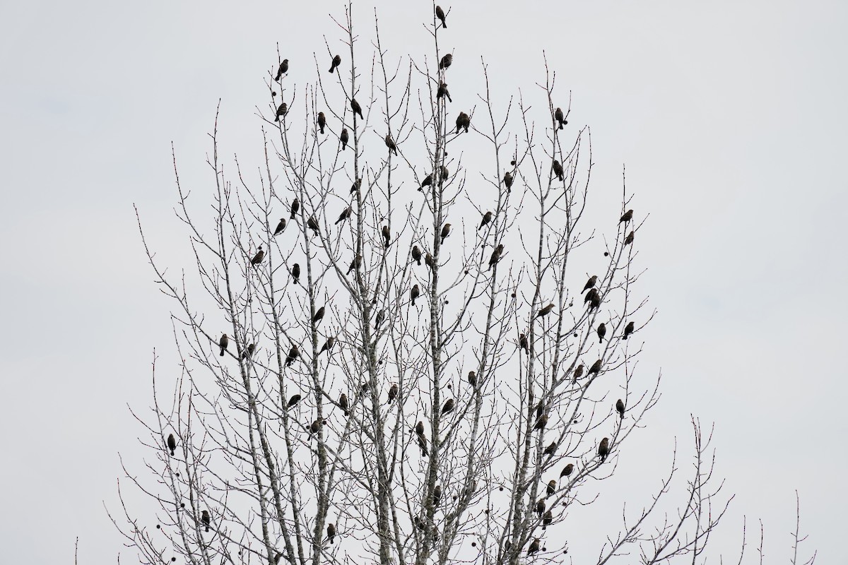 Red-winged Blackbird - ML615371848