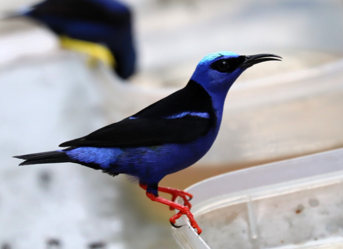 Red-legged Honeycreeper - ML615371859