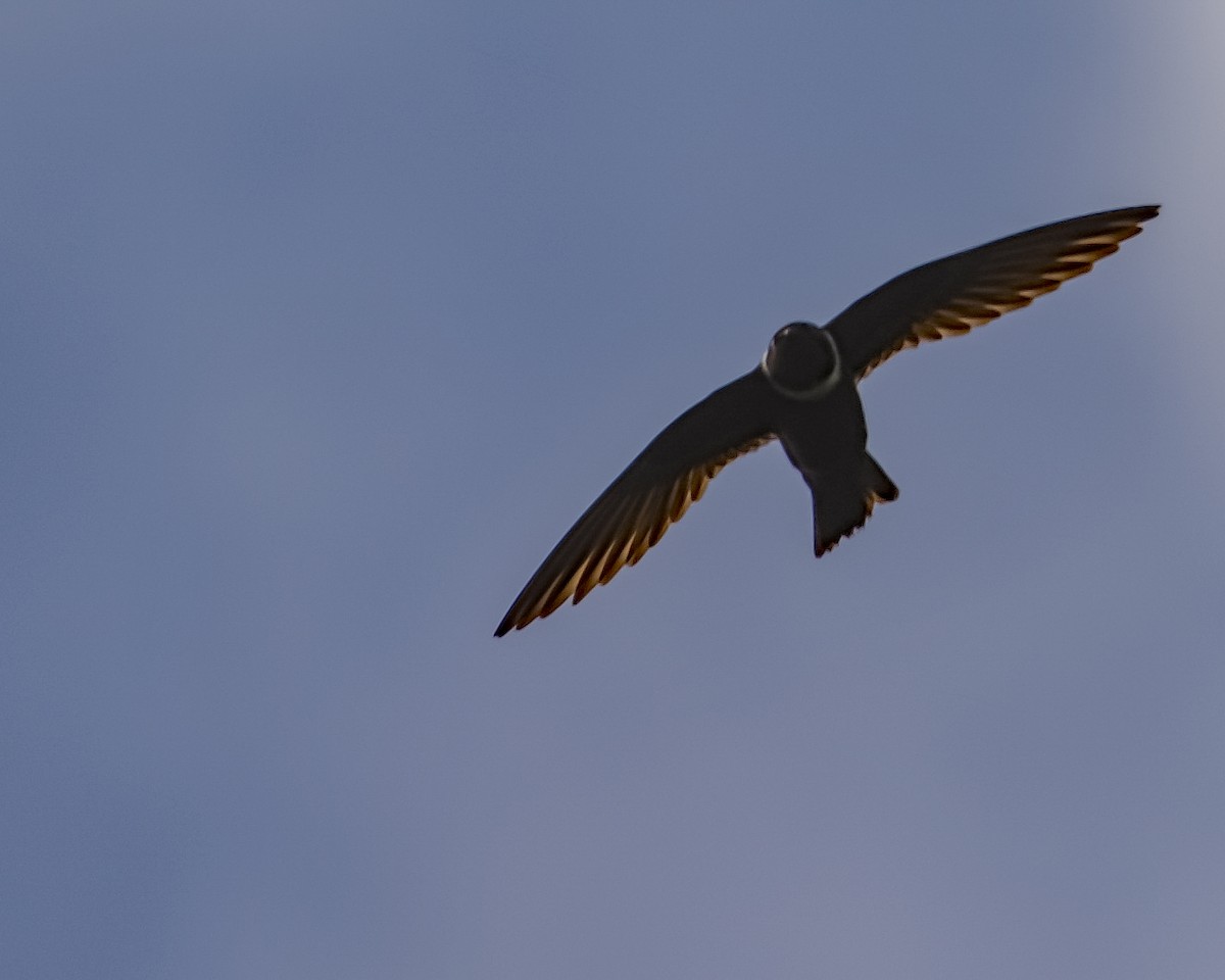 White-collared Swift - ML615371860