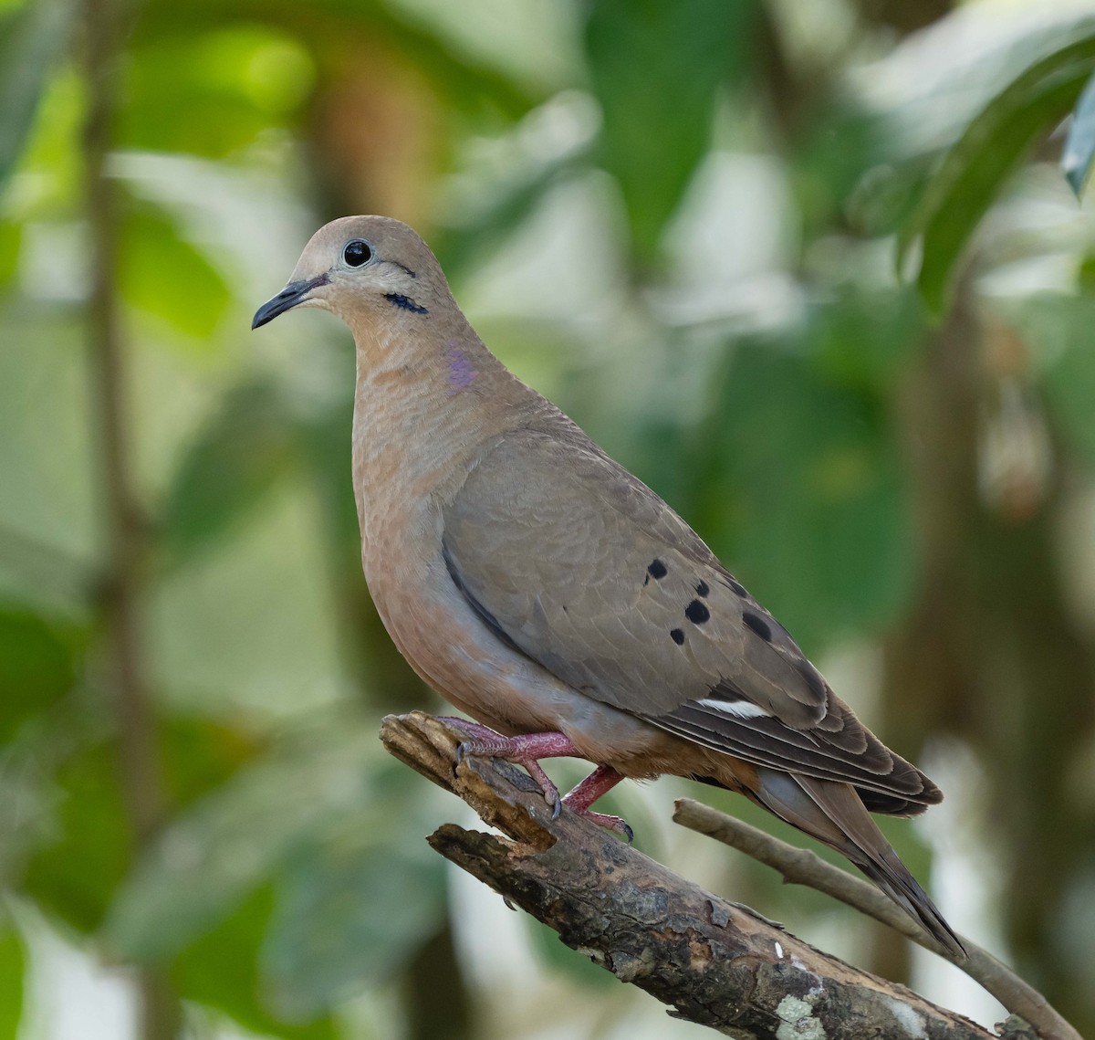 Zenaida Dove - ML615371921