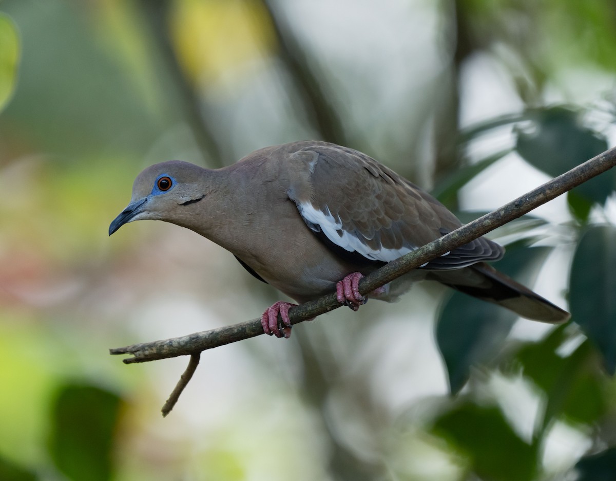 White-winged Dove - ML615371925