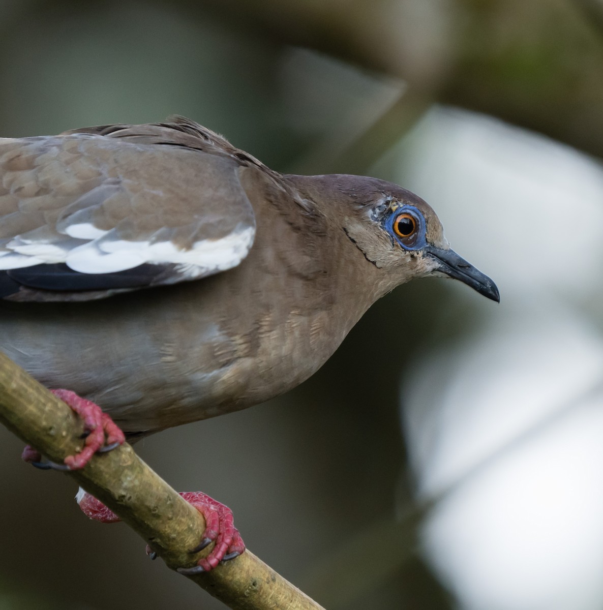 White-winged Dove - ML615371929