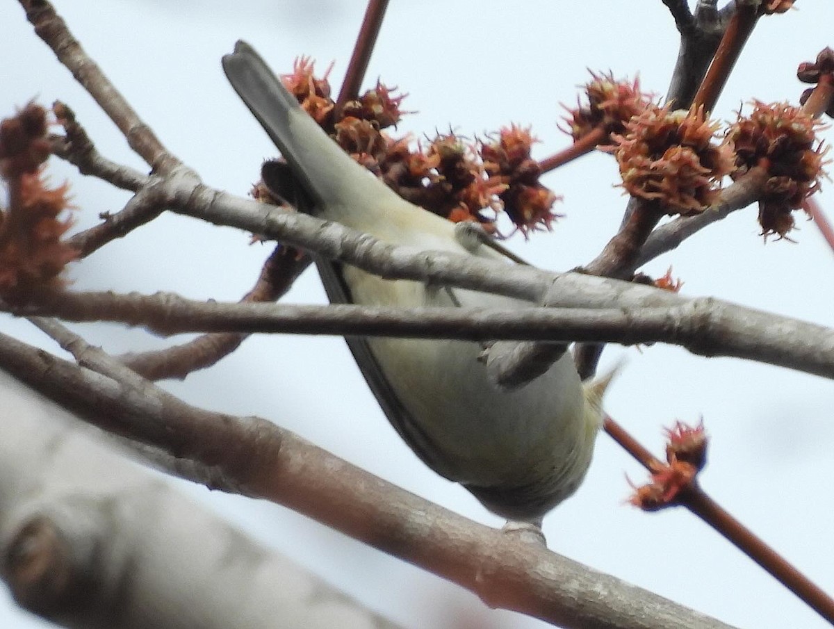 Lucy's Warbler - ML615371955