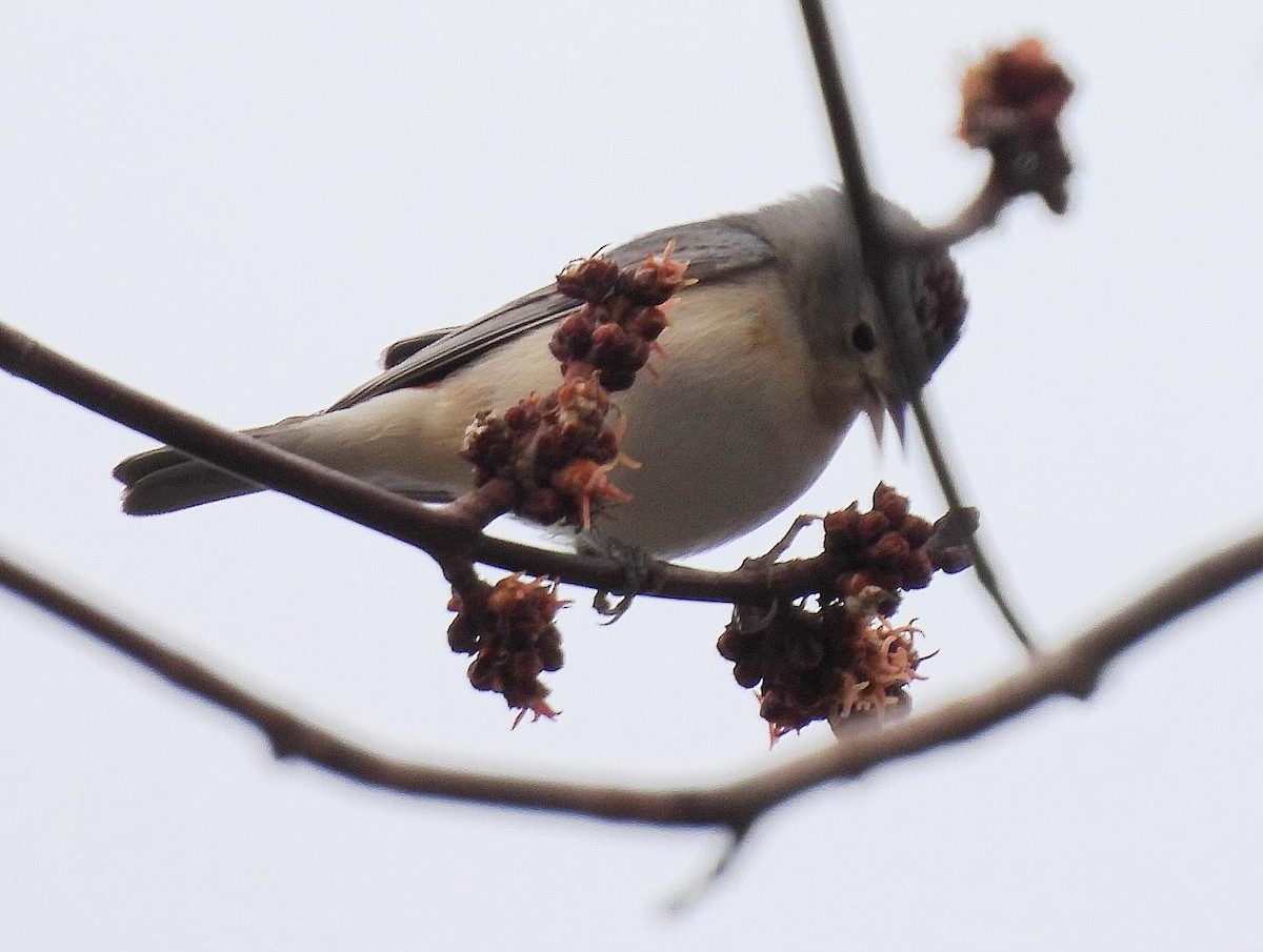 Lucy's Warbler - ML615371956