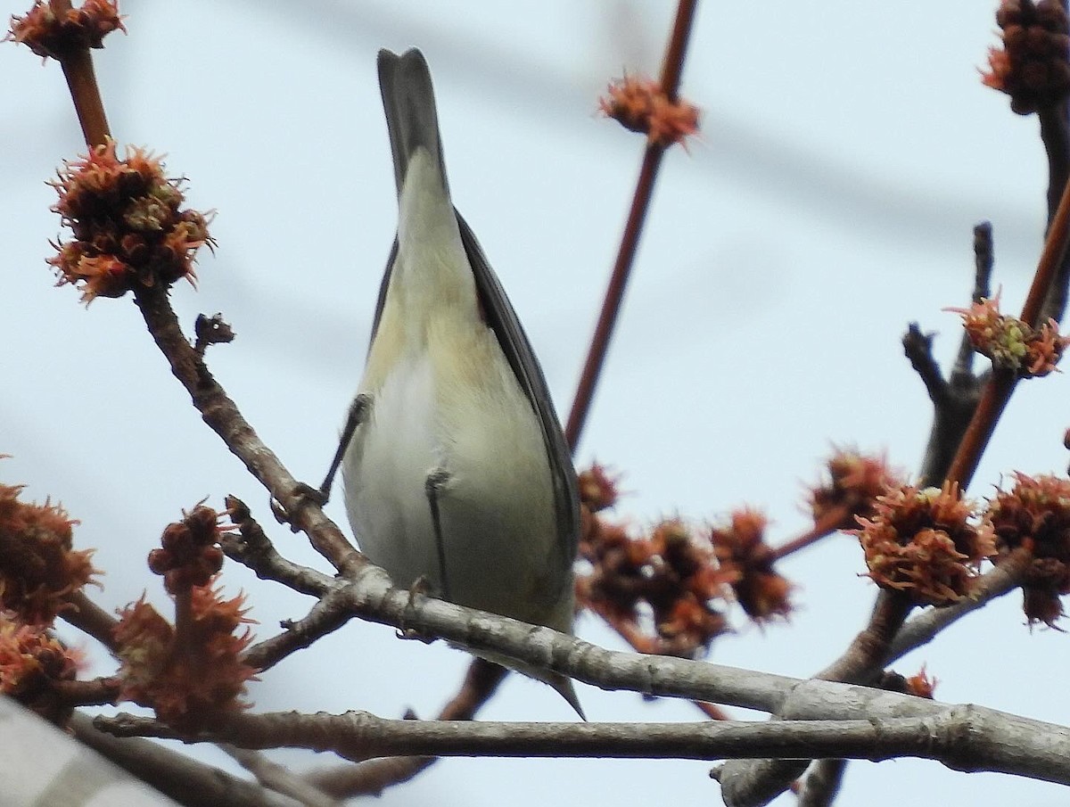 Lucy's Warbler - ML615371957