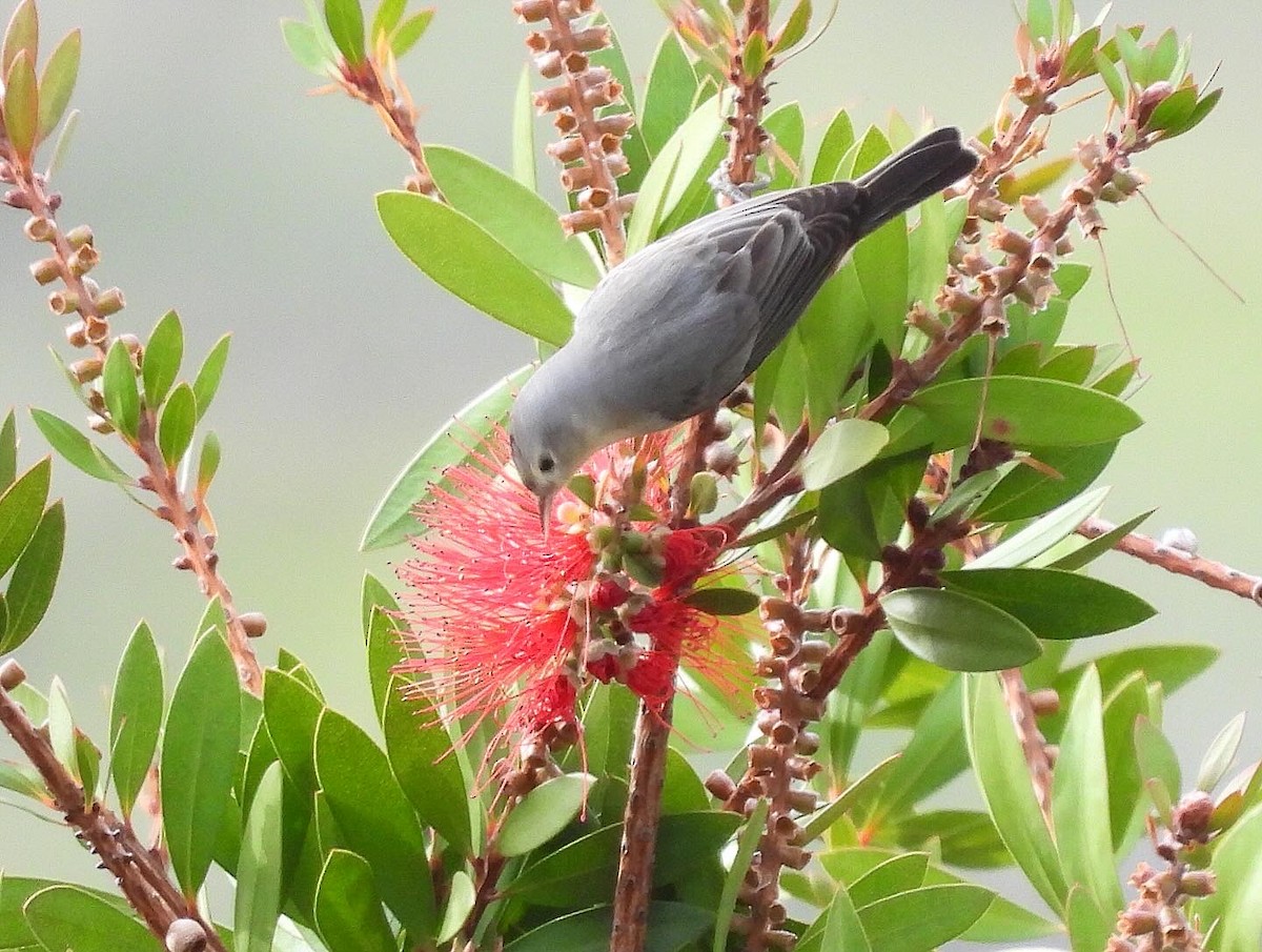 Lucy's Warbler - ML615371958