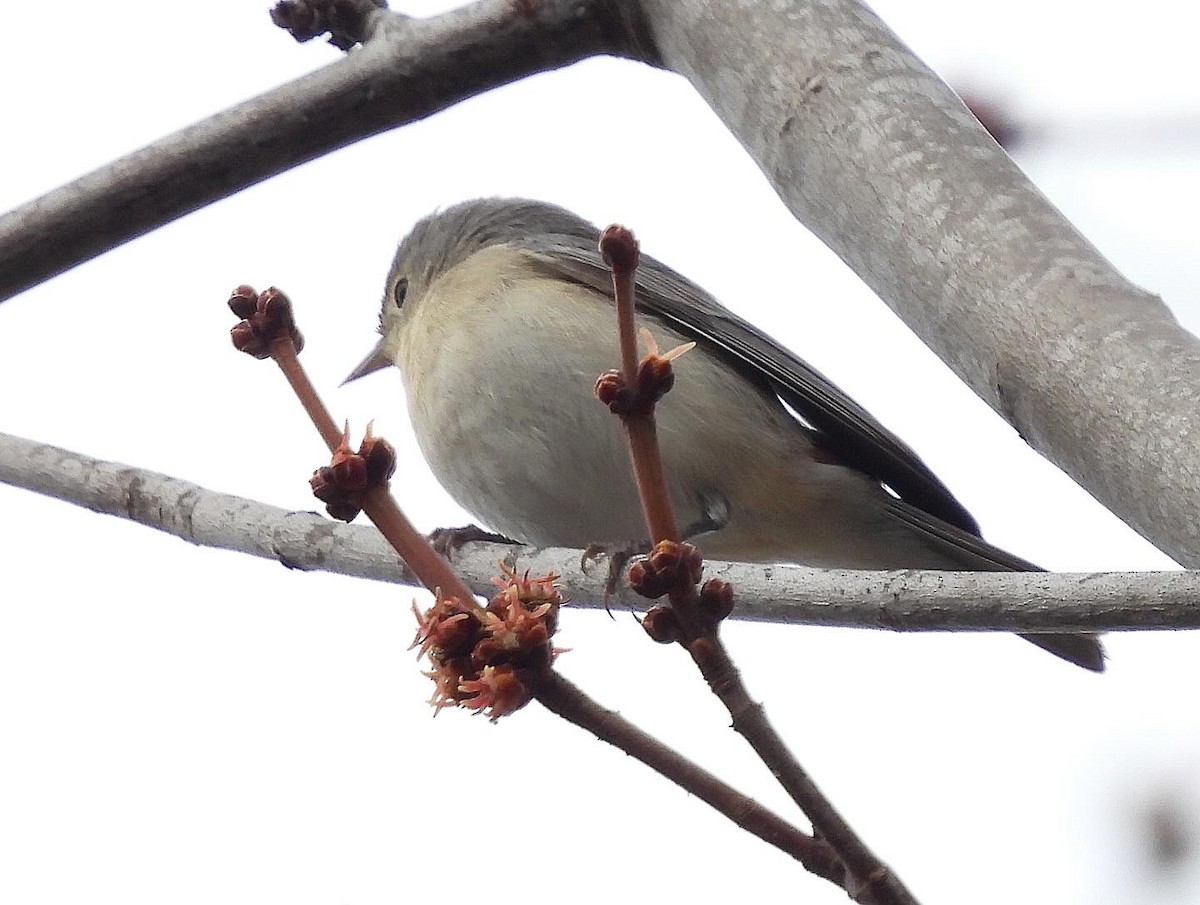 Lucy's Warbler - ML615371959