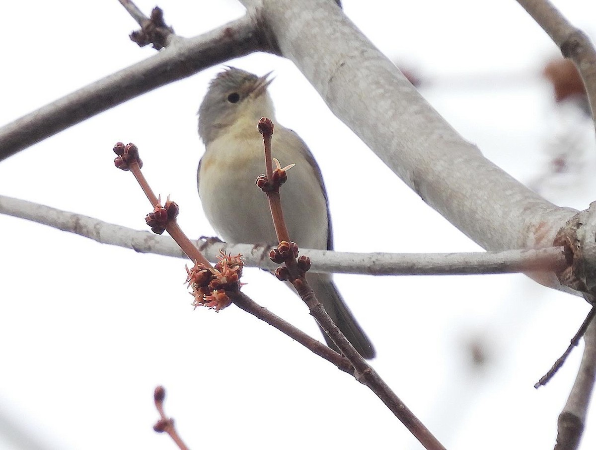 Lucy's Warbler - ML615371961
